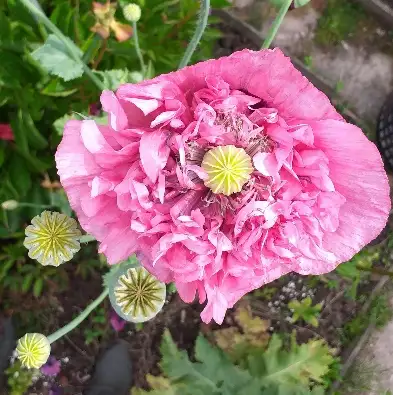 Leven in de papaver