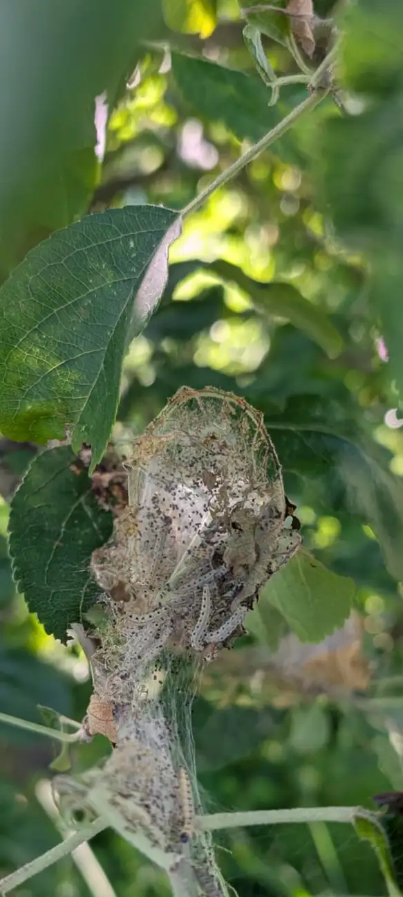 Spinselmot rupsen en spinsel 