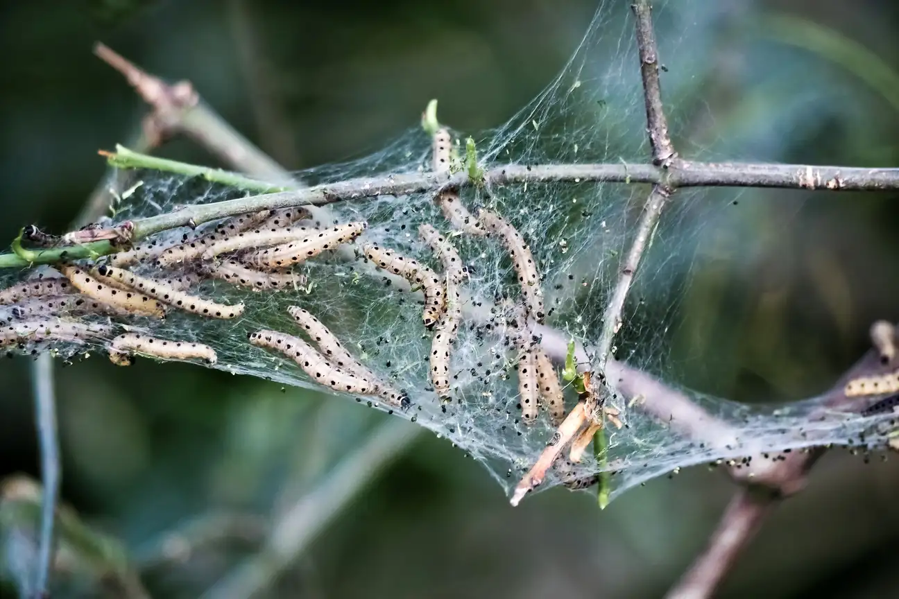 Spinselmot in de appelboom