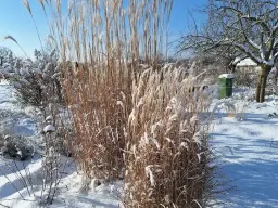 Winterland 02
