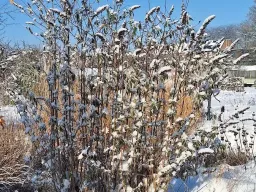 Winterland 05