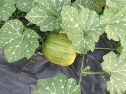Bolcourgette