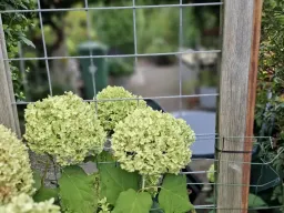 Hortensia