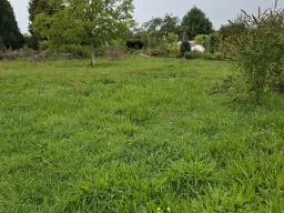 Insectenweide