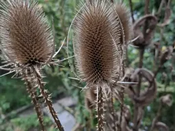 Kaardebol