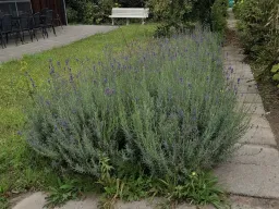 Lavendel