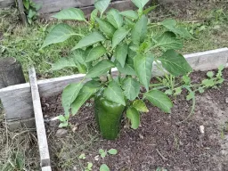 Paprika