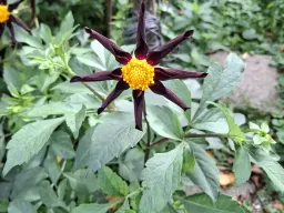 Sterdahlia